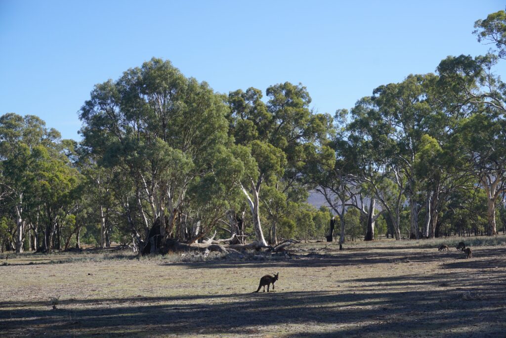 młody kangur pośrodku eukaliptusowego buszu w południowej Australii. Wilpena Pound, park narodowy Ikara-Flinders Ranges, Outback.